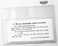 Eutypella stellulata image